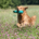 Golden Retriever Training Dummy