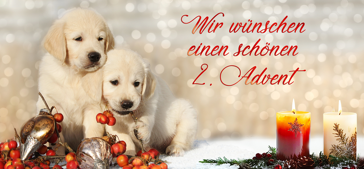 2. Advent Golden Retriever Welpem im GRC