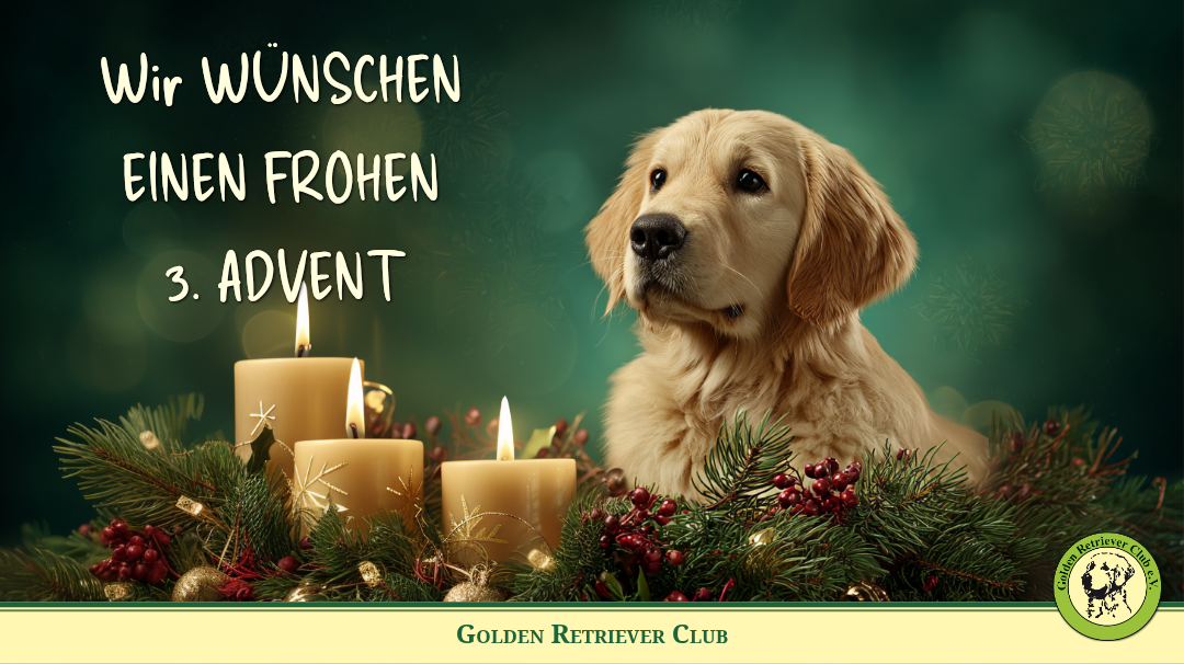 Dritter Advent Golden Retriever Welpem im GRC